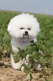 BICHON FRISE 194